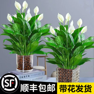 ����һ���L�����ˮ��ֲ��͏d�҃ȃ����՚�С�Gֲ�k�������滨��