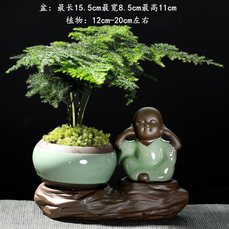 Qingxin 청소년 + 아스파라거스가 잘 심었습니다.