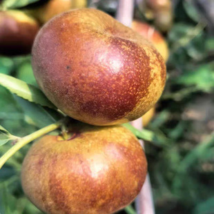 󴗗����簫��������󴗗����������������ϱ����Nֲ�������