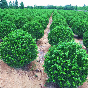 Large-Leaf Holly Ball, Small-Leaf Boxwood Ball, Evergreen Holly Ball-Shaped Courtyard Fence Fence Tree Greening Seedlings in All Seasons