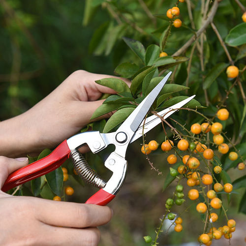 Manufacturer stainless steel pruning scissors, fruit picking scissors, vegetable and fruit scissors, grape scissors, thin fruit scissors, citrus grape scissors