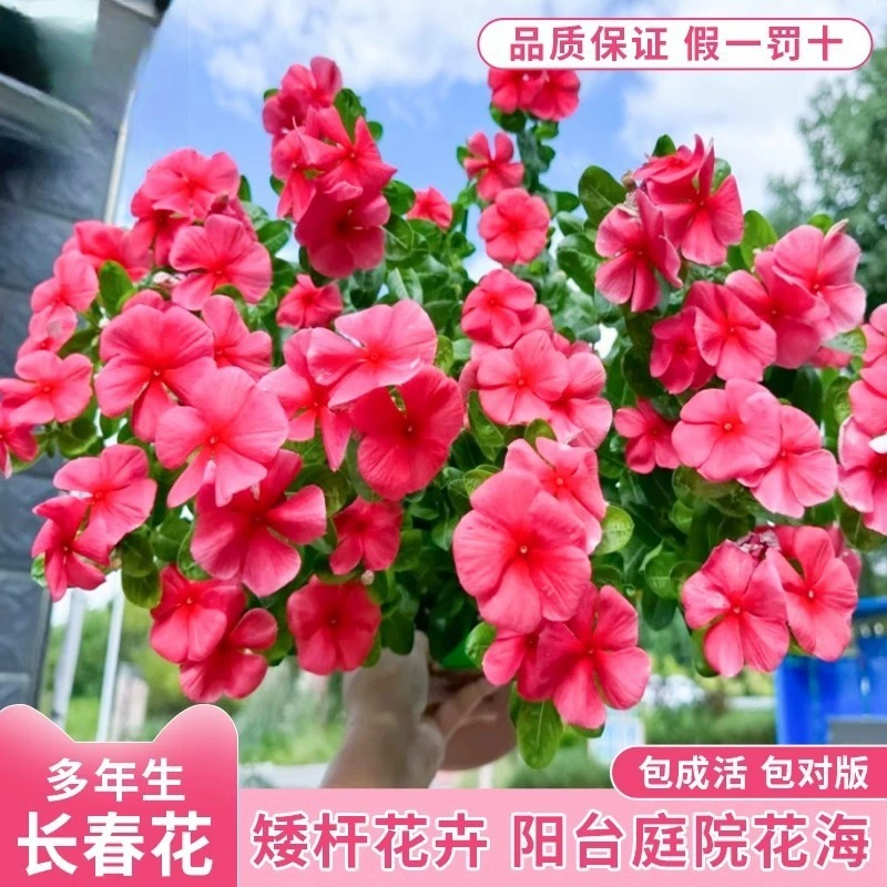 Семена многолетних цветов с постоянно цветущими цветами, ежедневные весенние семена пятилепестковых цветов сливы, легко выращиваемые семена цветов.