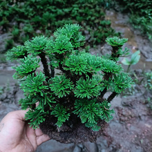 �����辰����ֲ������Ծ���߀��ݼ�ɽ�Gֲ���˲�΢���辰����