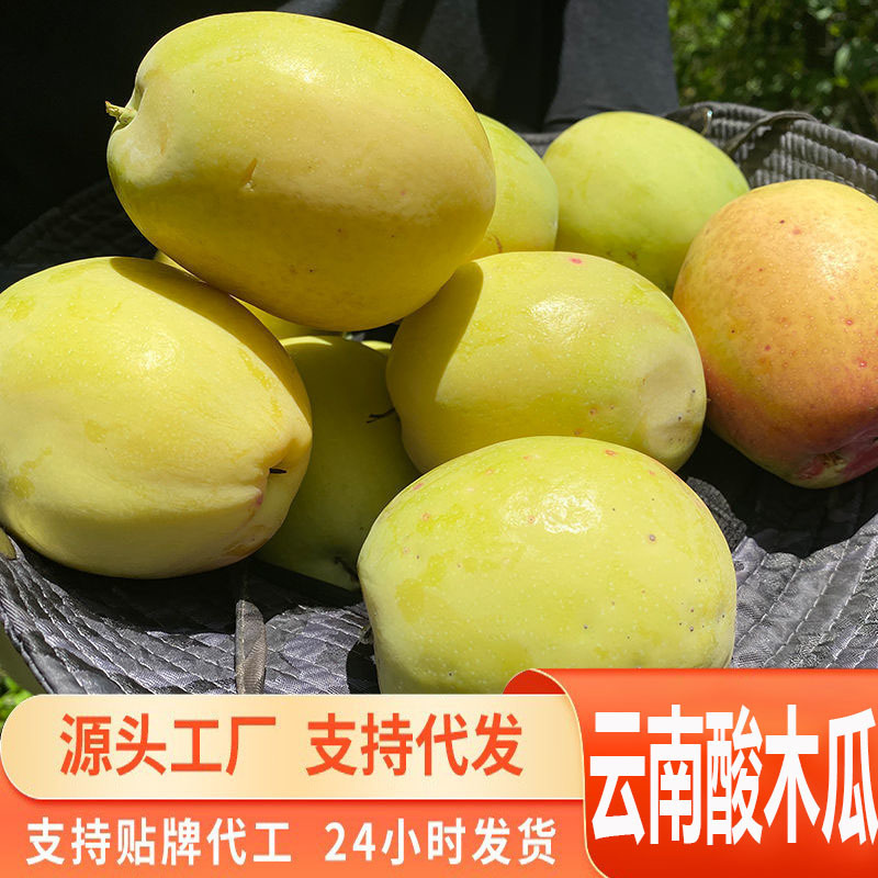 Directly Shipped from the Source, Yunnan Specialty Fresh Sour Papaya, Suitable for Pregnant Women, Can Be Stewed with Chicken or Soaked in Wine, Authentic Sour Taste Directly Shipped from the Source, Yunnan Specialty Fresh Sour Papaya, Suitable for Pregnant Women, Can Be Stewed with Chicken or Soaked in Wine, Authentic Sour Taste