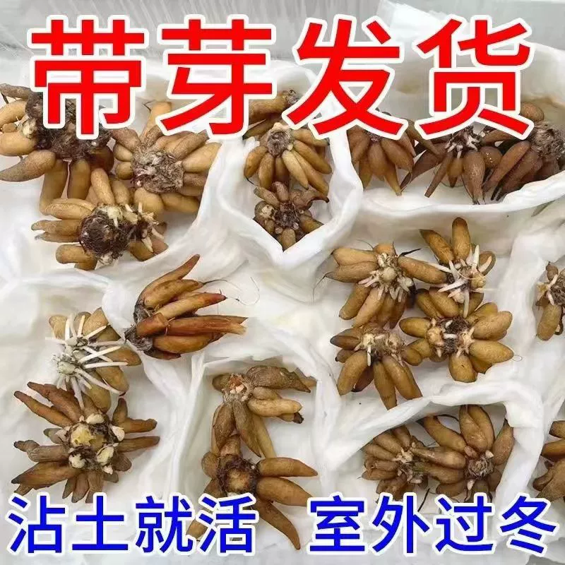 [Доставка с бутонами] Импортированные шарики лютика с двумя лепестками