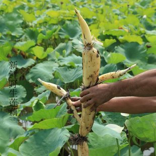 Fresh Lotus Root Seedlings, Fresh Ecological Lotus Root, Lotus Seed Root, Tender Lotus Root, Freshly Dug and Grown
