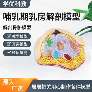 医学哺乳期女性乳房解剖模型 人体乳房胸部剖面结构妇科教学标本 阿里巴巴 