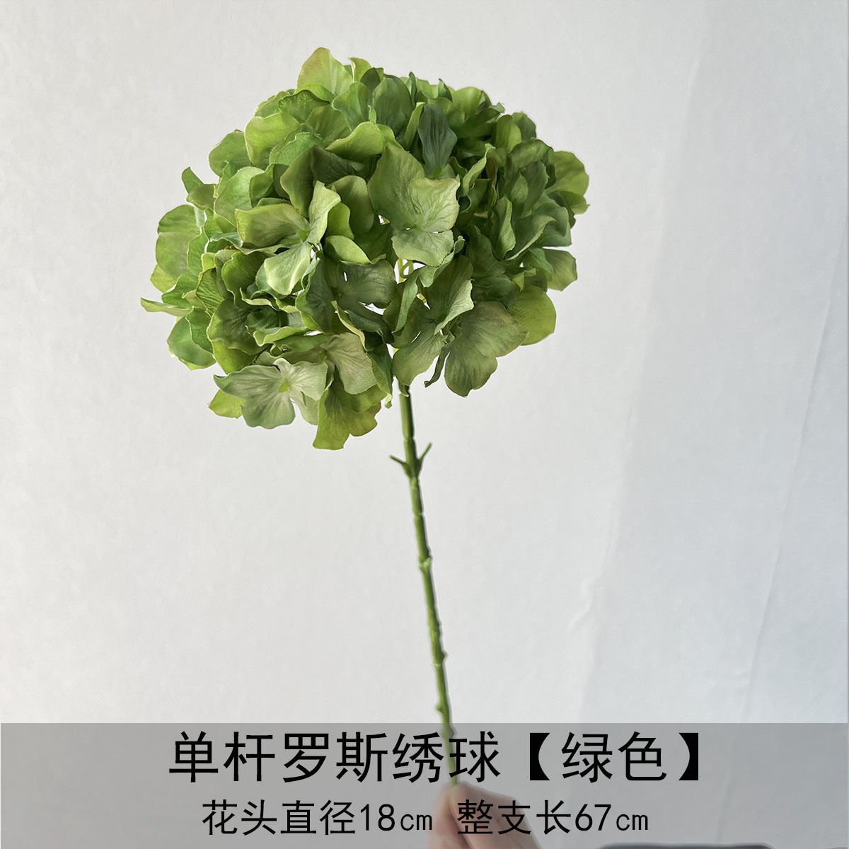 Hortensia Ross de un solo tiro - verde