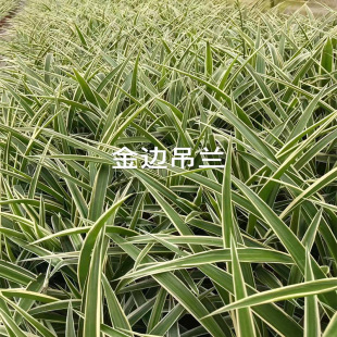 ��߅���m���� �՚��lʿ �Ĵ��ɶ����^�@�־G����ľ �����ر�ֲ��