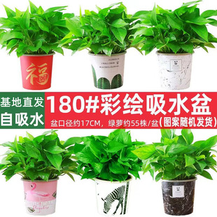 180��G�}���Ի������lˮ���L�پG�}�҃ȾGֲС�G�j������ȩ����