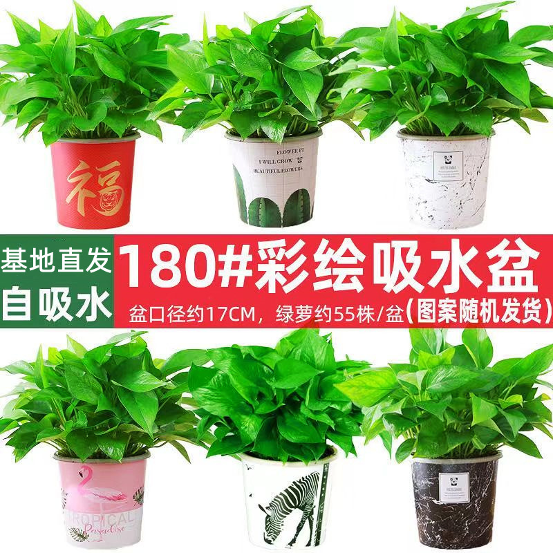 180 Large Potted Green Radish Flowers Wholesale Hydroponic Long Vine Green Radish Indoor Green Plants Small Green Radish Potted Formaldehyde Removal