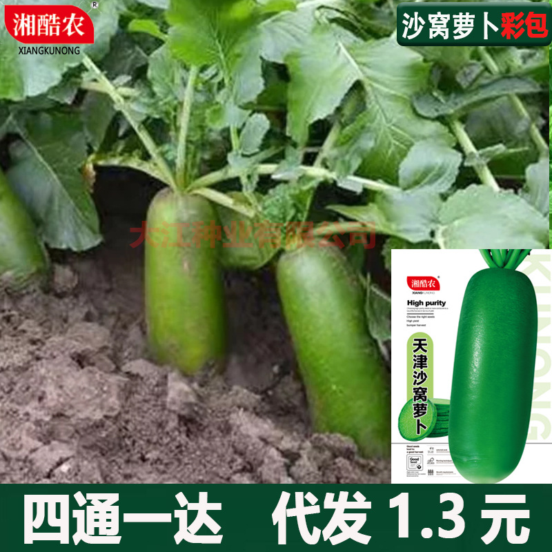 天津沙窝萝卜种子水果萝卜种籽青萝卜生吃脆甜水分大潍县萝卜包邮