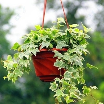 프놈펜 아이비 (후크가있는 원래 분지) + 영양 용액 1 개