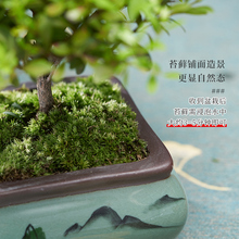 植物苗办公室小叶好养赤楠盆景老桩绿植盆栽四季内外申恒客厅摆件