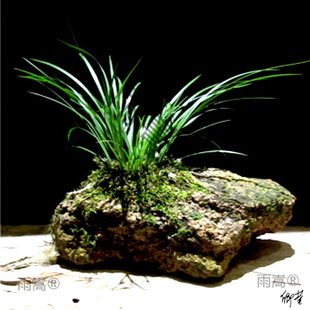 �����r��ʯ���Ѹ�ʯ��ͥԺֲ���~�ײ����辰��ֲ���k���Gֲ��