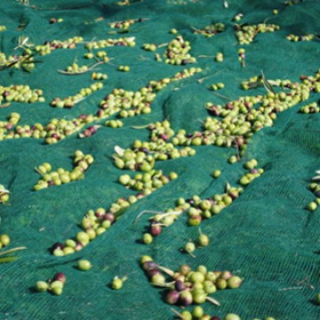 BSCI厂家跨境出售全新料塑料聚乙烯加uv果实收集网绿色橘色橄榄网