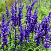 多年生鼠尾草种子蓝色蓝天鼠尾草种子蓝花鼠尾草四季景观花卉