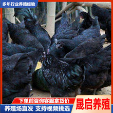農家散養五黑雞苗活體 改良育肥五黑-綠殼蛋雞產蛋母雞活體批發