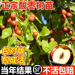 Authentic Jujube Saplings That Bear Fruit in the Same Year, Jujube Kernels, Fruit Saplings Planted in the South and North, Potted Plants, High-Yield Planting in the Courtyard
