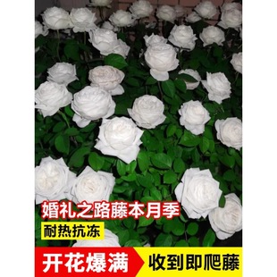 Rose Flower Seedlings Wedding Road Fragrant Anso Sophi Bick Vine Shrub Flower Potted Courtyard Large Flower Rose Seedlings