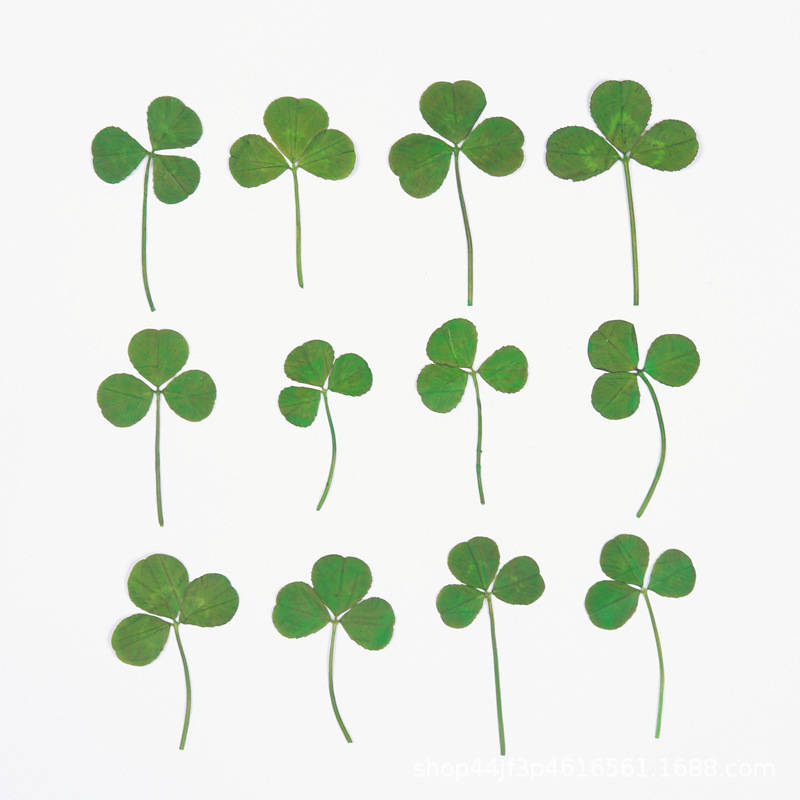 Clover Lucky Grass Dried Flower Embossed Baffed Flower Nail Art Nail Makeup Natural Real Flower Plant Specimen Gel Drop Handmade Material