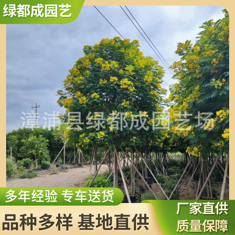 大量丛生路边黄花槐 绿植夏秋两季黄花槐 绿化基地黄花槐供应