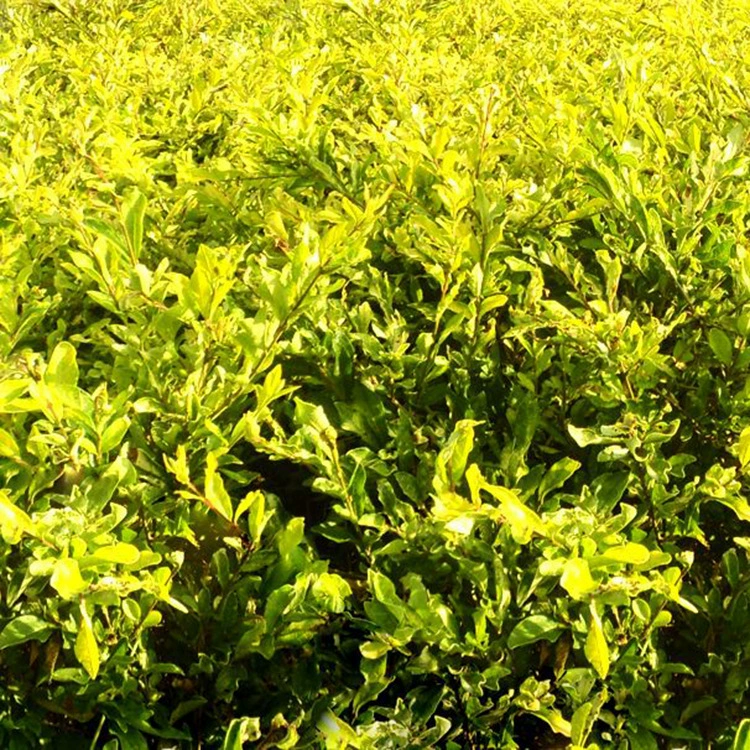 Базовый водный воск, высококачественный водный воск с золотыми листьями, инженерные зеленые саженцы, саженцы водного воска с золотыми листьями, питомничьи саженцы