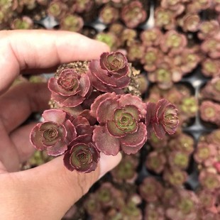 Small Ball Rose Real Shot Succulent Plant Dragon Blood Sedum Will Be Shipped and Will Be Restored with Watering