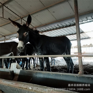 �����Hһ�^���� ���H���Bֳ������ ɽ���������H�Bֳ��