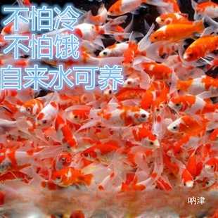 С���~���l���~�^�p�~С���l�\���\�a��ɫ�t�����^���T�ʹ��l