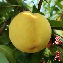 �������S���硿�ձ���Ʒ�N9�������S�����S���4̖�S���Ә���