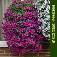 �������@����ţ���绨�����Գ����\�˲��˰�ţ���N���ļ��_������