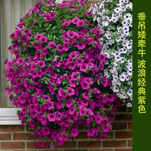 �������@����ţ���绨�����Գ����\�˲��˰�ţ���N���ļ��_������