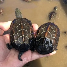 中华草龟小乌龟活物外塘长寿龟金线宠物观赏龟水金线龟墨龟草龟苗