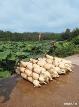 \ˮźNɏźNźˮźN ߮aʳɏźN źź1