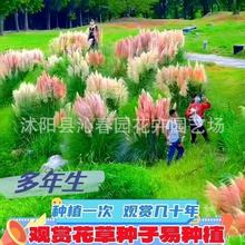 �^�p�ݷN����Ȕ��ë�N�ӷ���y�ӲݷN�Ӂy�ӲݷN����Ȕ��ë�N��