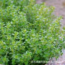 �W�ް�����N�ӿ�ʳ������ţ������{ζ��ɽ������������̨����