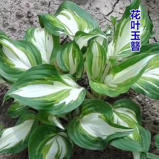 Hosta Flower Seedlings Courtyard Ornamental Colorful Leaf Plants Florals Balcony Shade-Tolerant Potted Florals Outdoor Greening Flower Leaves Hosta