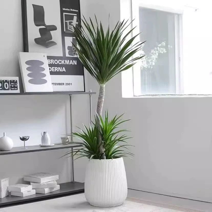 Многослойное Двухслойное дерево крови дракона, большая зеленая посадка, богатое дерево, шаг за шагом, комнатная гостиная в горшке, офис, Four Seasons good