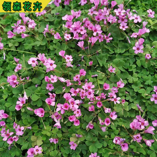 Base Supply of Green-Leafed Red-Flowered Wood Sorrel, Purple-Leafed Wood Sorrel, Wetland Greening Plants, Fried Grass Wholesale