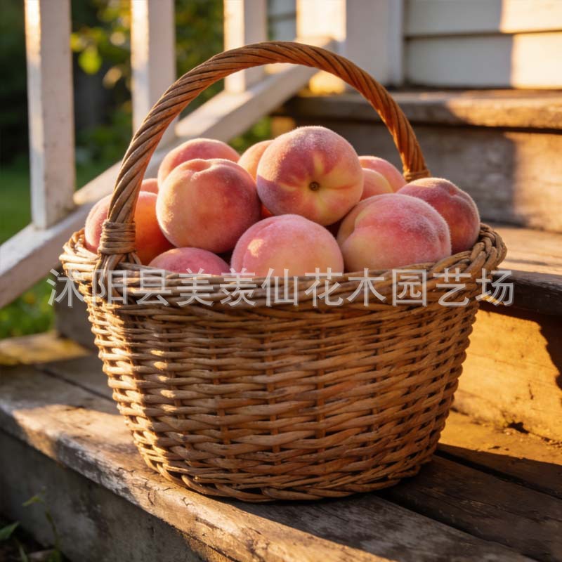 批发毛桃种子新采收毛桃核野毛桃种子桃树种子桃子种子山杏种子