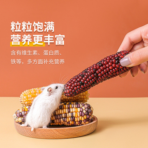 Hamster teeth grinding small corn grain corn cob teeth grinding snacks small corn golden silk bear rabbit chinchilla teeth grinding