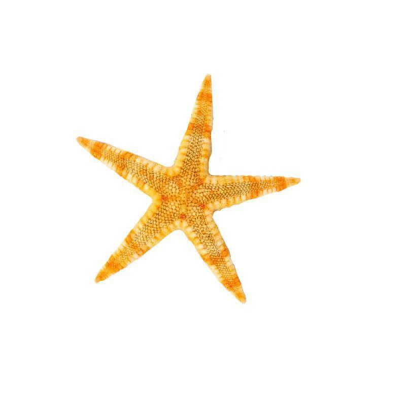 Non-Porous Natural Conch Shells, Starfish Decorations, Fish Tank Aquarium Landscape Props Set, Material Package