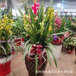 �󻨻��m ��ޥ�m �m���� ������ �S�ҹ�������ֲ�ﶬ���_���Gֲ