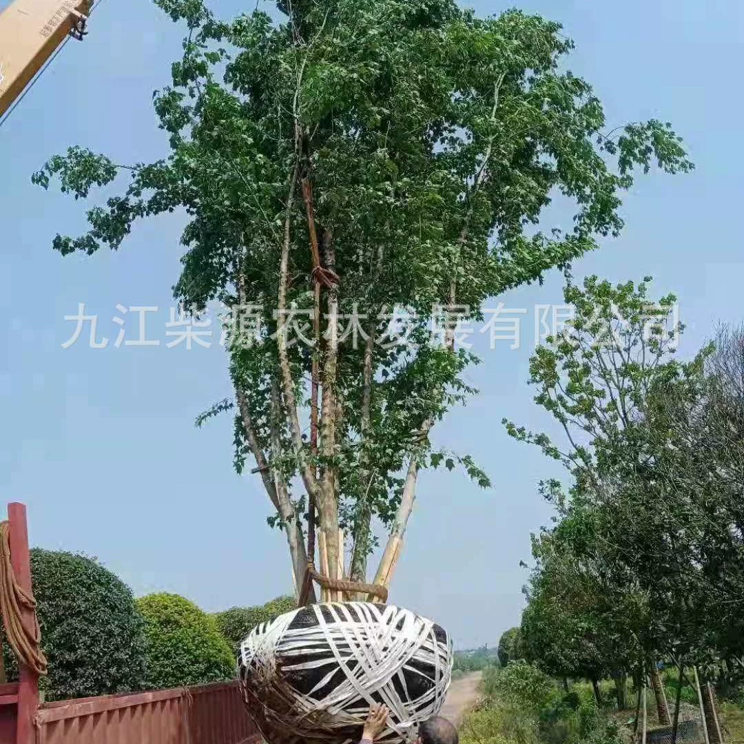 Устройство для контроля каблука для кластеров треугольного клена, одностебельных кластеров треугольного клена, 25cm маленьких саженцев треугольного клена, 5cm треугольного клена.