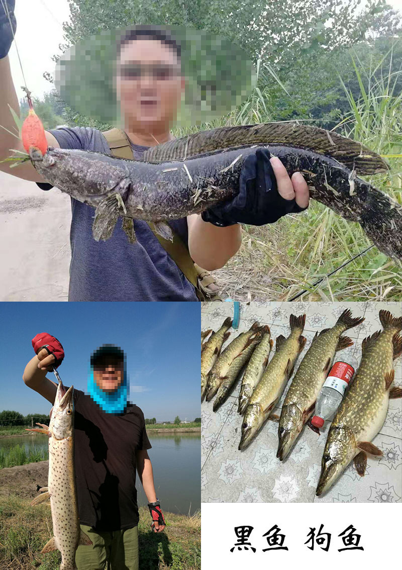 黑鱼狗鱼.jpg