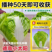 德高小太阳大白菜种子极早熟抗热耐湿白帮夏季白菜种籽高产10克