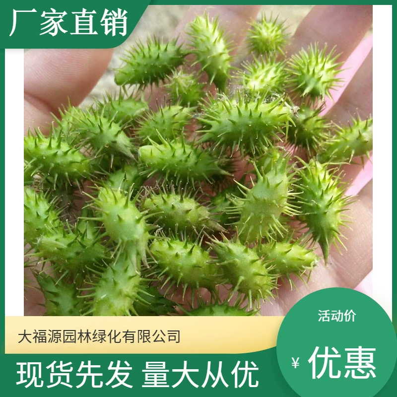 Xanthium sibiricum [Базовая оптовая продажа] Большое количество скидок на сорта полный проект живописного озеленения Зеленые саженцы