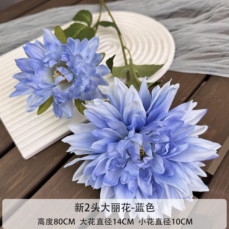 2 새로운 달리아