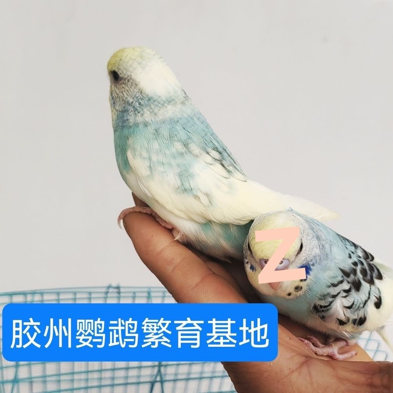 大头鹦鹉虎皮金彩可教说话可繁殖宠物鸟送运输笼鸟粮大礼包包邮厂|undefined